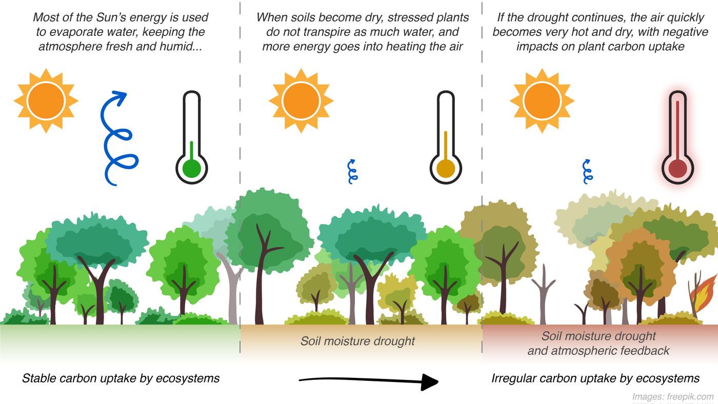 Carbon uptake by ecosystems