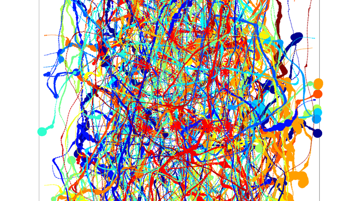 A tracing of flight trajectories of fruit flies.