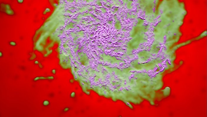 A still image from a FIRE simulation video, showing the gases in a galaxy. Magenta is cold molecular/atomic gas, which forms stars; green is warm ionized gas, most of which cools into a galaxy; red is 'hot' gas, which makes up the galaxy halo.