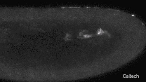 A group of white blobs moves in a U-shape.