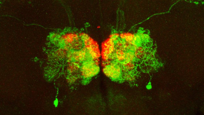 A region of the brain illuminated in green and red