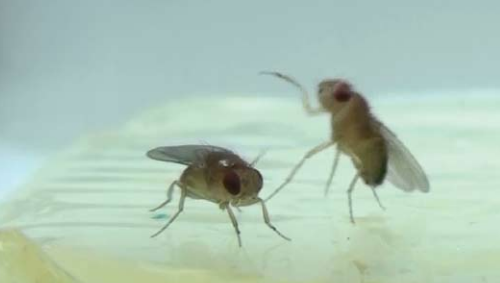 photo of two fruit flies
