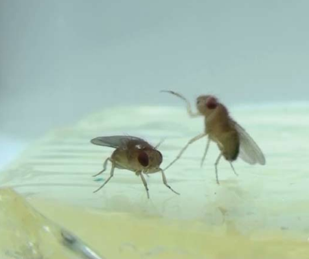 photo of two fruit flies