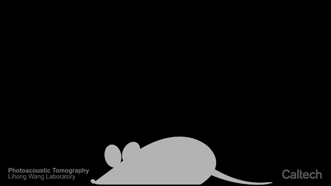 mouse scan animation
