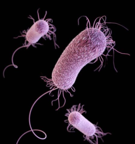 pseudomona.jpg