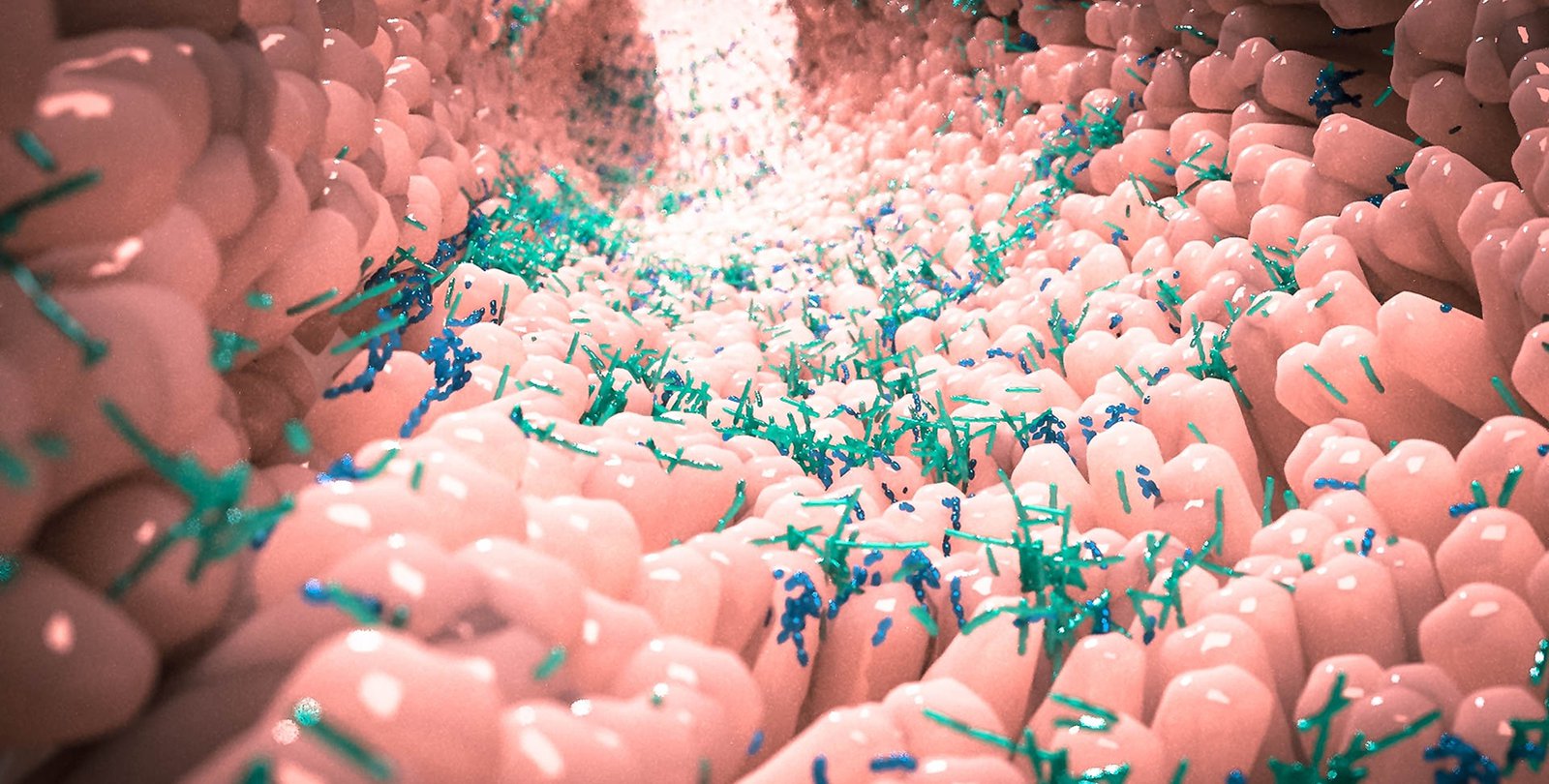 Stock illustration of the inside of a gut