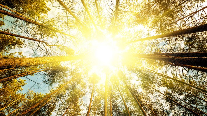 Sun shining through the trees.