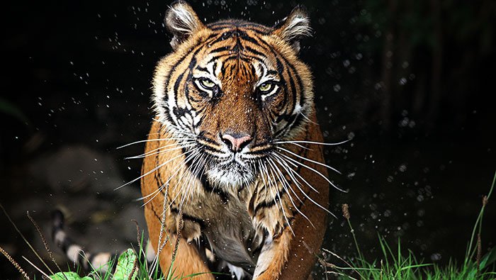 Image of a tiger running toward the viewer