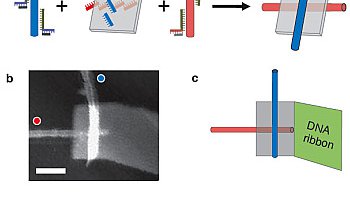 Assembling switches of carbon nanotubes controlled by DNA